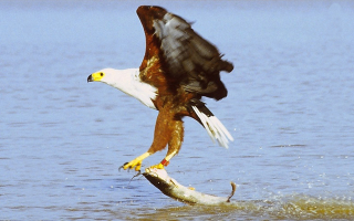 Illustration for article titled 6 Birds That Need To Be Reminded Flying Is A Privilege, Not A Right